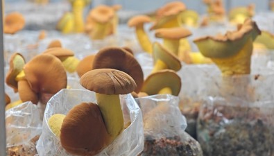 好消息！吃菌季開始，這里的見手青管夠