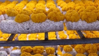 工廠里長出菌中黃金