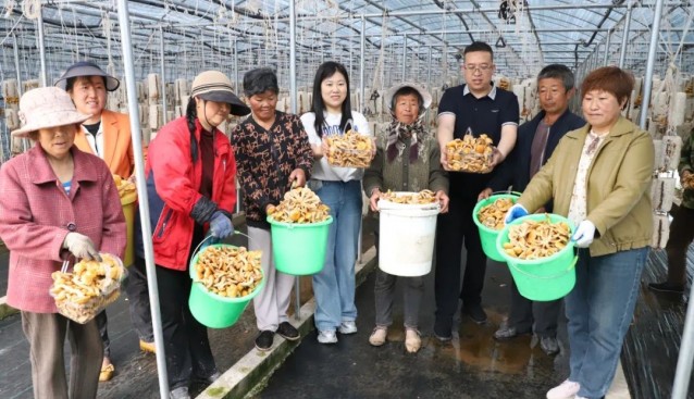 甘肅武山樺林鎮(zhèn)食用菌示范園菌菇采收，村集體增收超30萬元