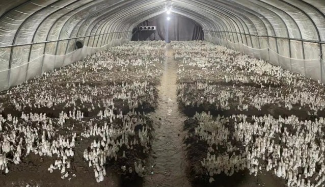 千菇園打造集“賞、采、食”于一體的食用菌種植觀光園
