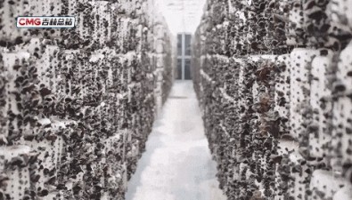 吉林汪清：黑木耳首輪收獲，種植新模式提質(zhì)增效