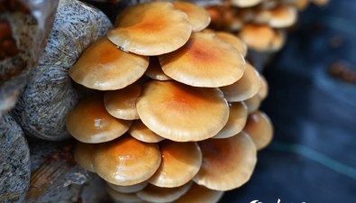 甘肅卓尼縣：10個(gè)鄉(xiāng)鎮(zhèn)食用菌種植面積達(dá)1萬(wàn)多畝
