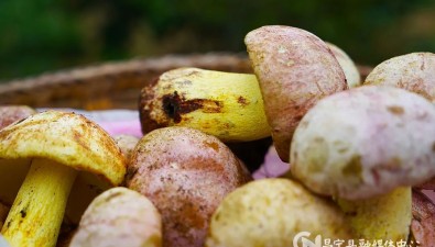 云南昌寧縣四角田村菌農(nóng)野生菌收入突破1500萬元