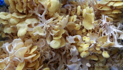 山西垣曲：食用菌種植基地榆黃蘑進入豐產(chǎn)期