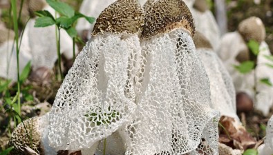 每畝效益10000-12000元，竹蓀種植基地實現(xiàn)高效栽培