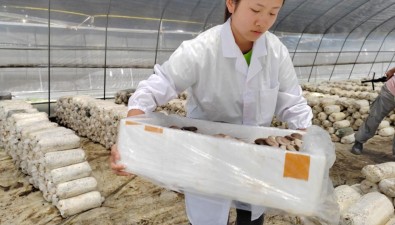 技術(shù)革新、數(shù)字賦能，“錯峰上市”平菇讓菇農(nóng)收益翻倍