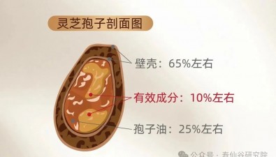 靈芝孢子粉怎么吃才有效？關(guān)鍵在“殼”！揭秘破壁與去壁區(qū)別