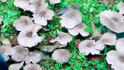 云南一派出所連續(xù)36年長出雞樅菌，藏著什么秘密？