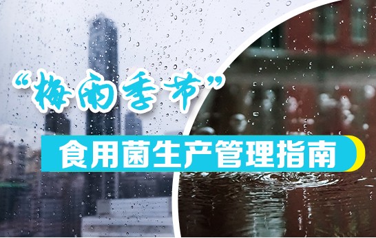 梅雨季節(jié)食用菌生產(chǎn)管理指南