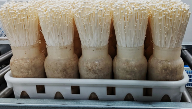 嘉興地區(qū)首次出口金針菇到美洲市場  年出口量預計可達500噸