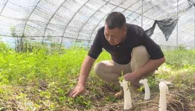 江蘇：儀征市劉集鎮(zhèn)成功引進并馴化珍稀食用菌竹蓀
