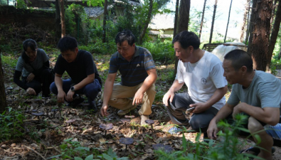 湖南省綏寧縣寨市國有林場林下靈芝迎來豐收