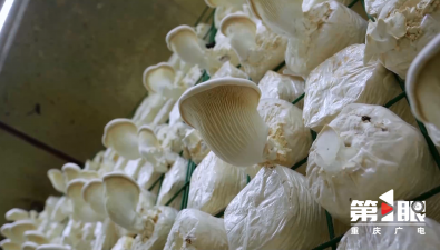 重慶：永川區(qū)食用菌產(chǎn)業(yè)引進新成員