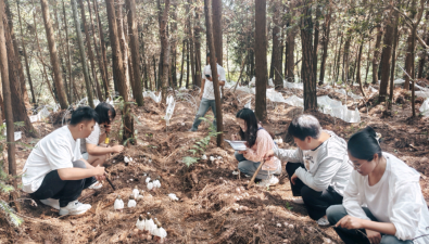 貴州織金紅托竹蓀實地測產(chǎn)，畝產(chǎn)量1004.72公斤