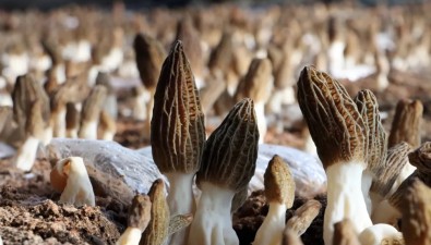 【直播預告】“羊肚菌種植關鍵技術及風險防控措施”8月28日開啟