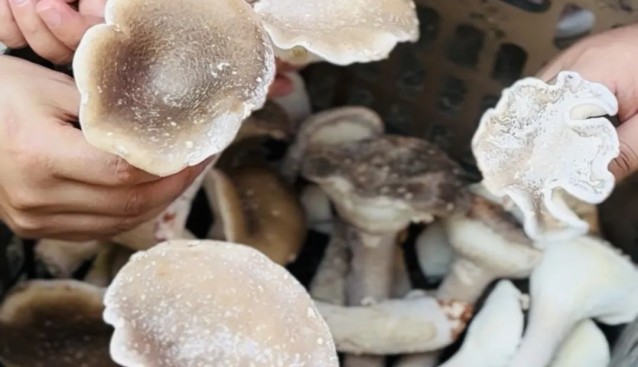貴州天祝縣：豬肚菌試種成功