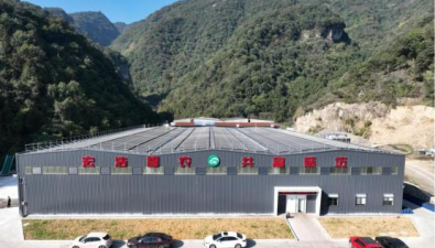 浙江：建德市航頭鎮(zhèn)“共富菇廠”一期項(xiàng)目已生產(chǎn)雙孢菇1300余噸