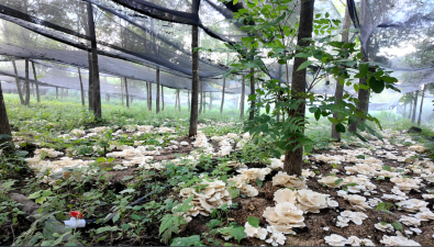 黑龍江寶山林場：試種珍稀食用菌成功