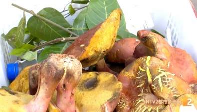 云南毒菌名單新增3種毒蘑菇，紅見手青被“除名”