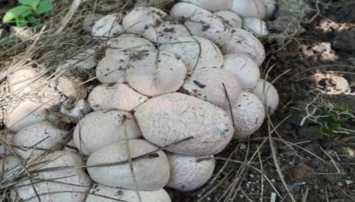 貴州省生物研究所開展油茶套種紅托竹蓀試驗取得階段性成功